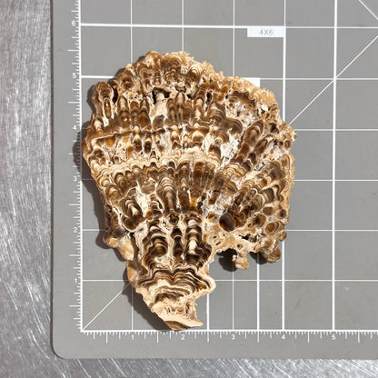 Aragonite cave formation, polished slice (large)