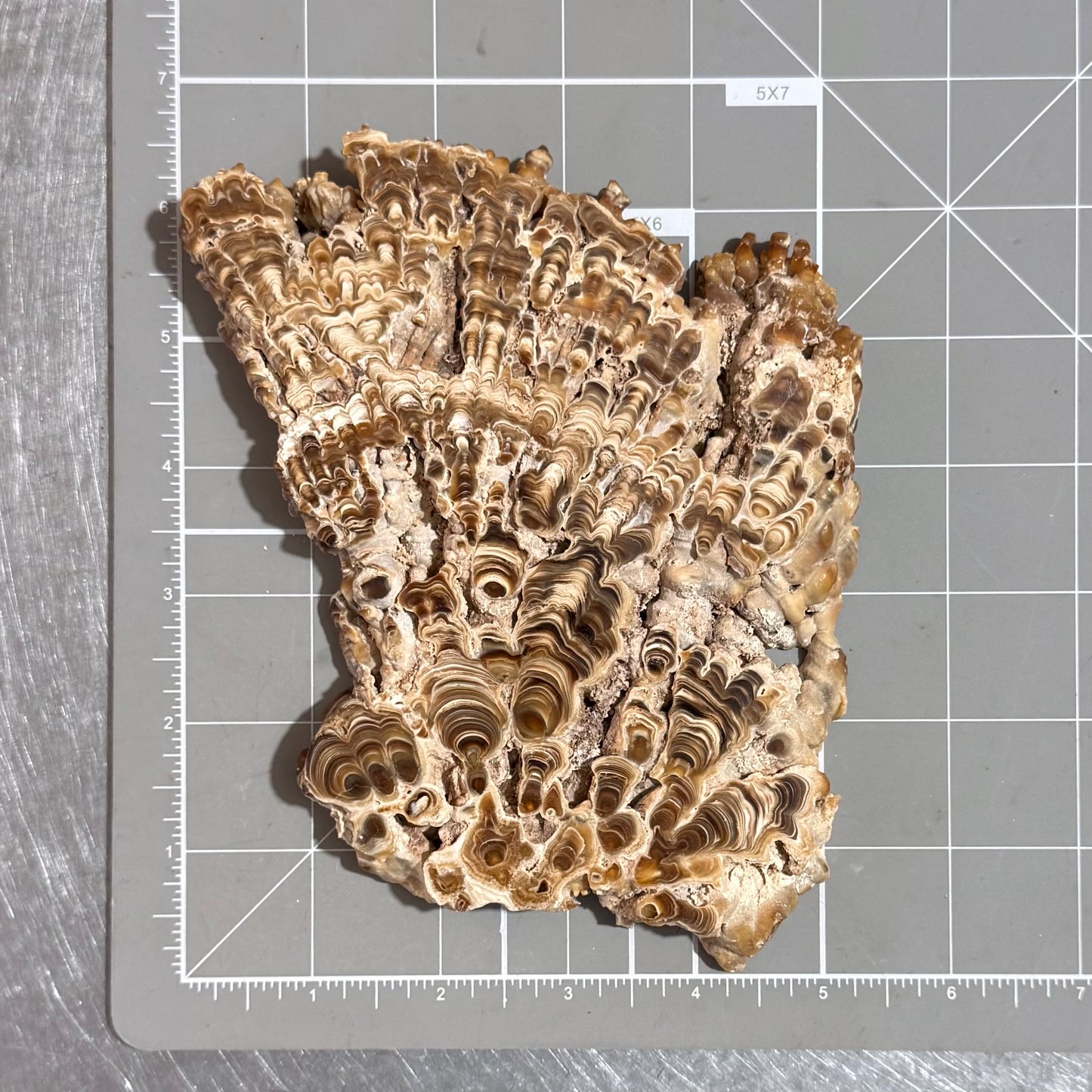 Aragonite cave formation, polished slice (large)