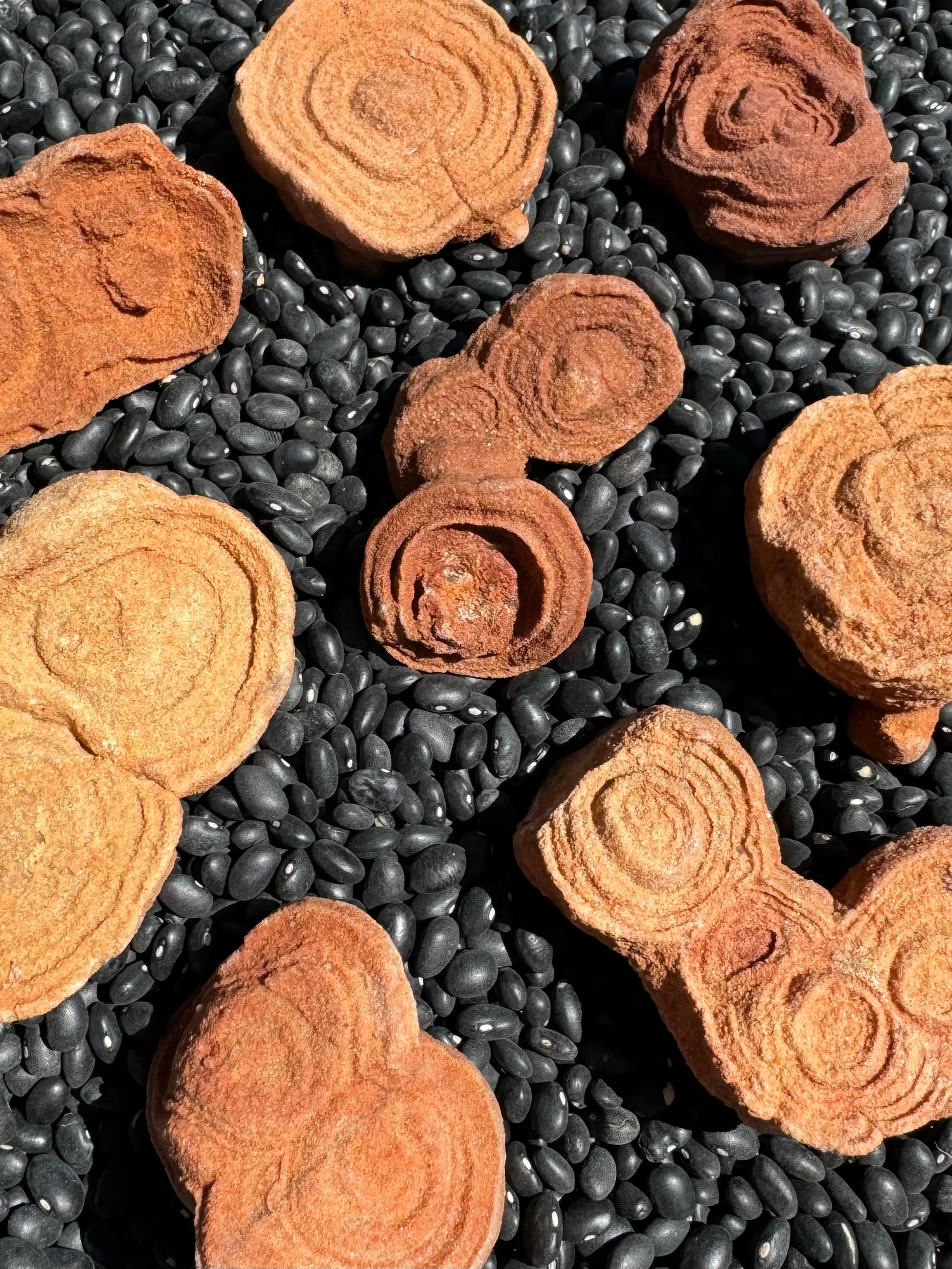 A bunch of medium pseudo-stromatolites spread out face-up on a dried black bean background, showing various shapes and alternating tones of yellow and red sandstone