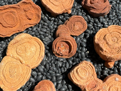 A close view of several medium pseudo-stromatolites spread out face-up, showing detail of the grainy surface texture and concentric layers