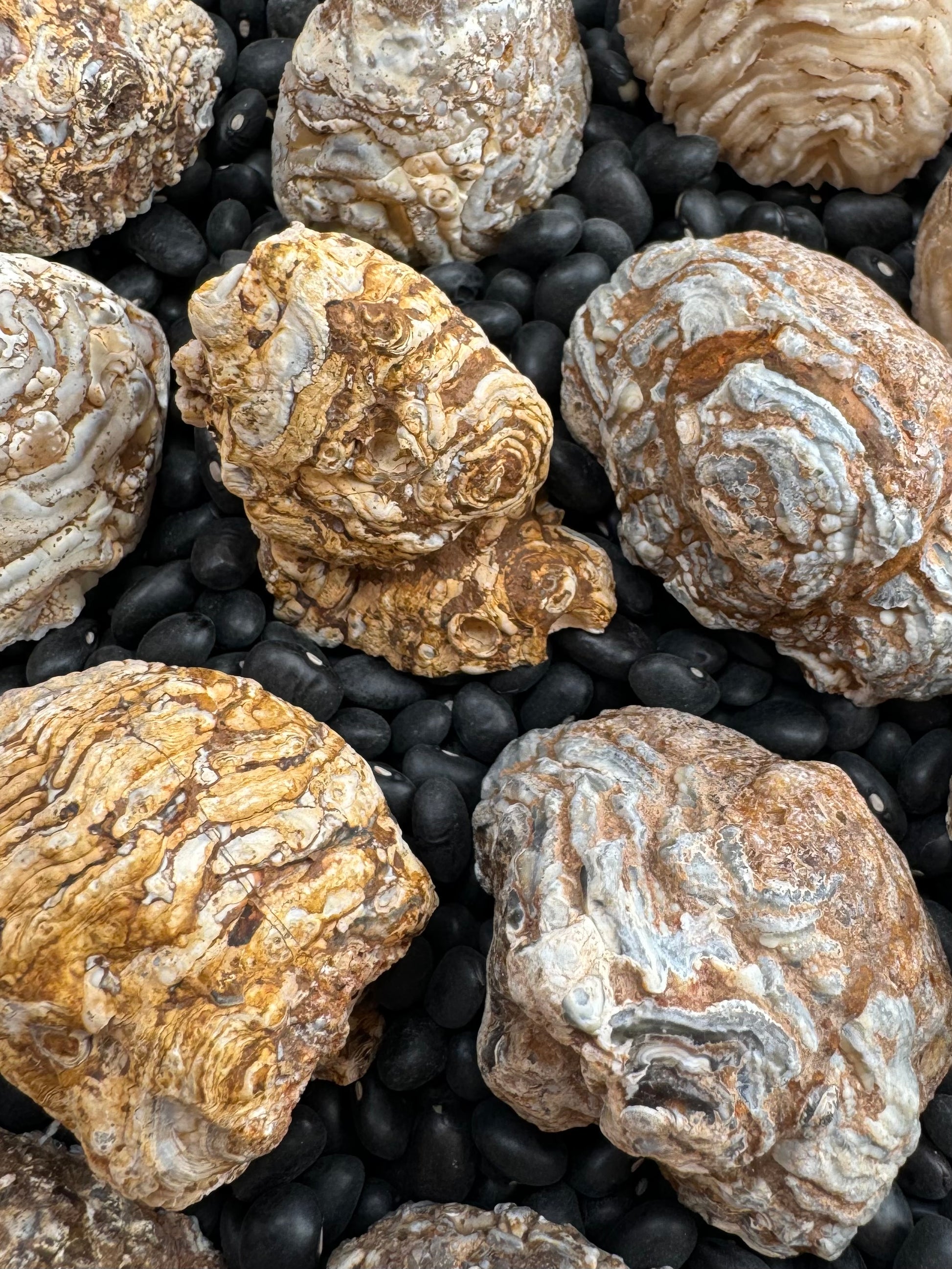 Miscellaneous Oco geodes arranged face-down in dry black beans showing their ropy rock exteriors