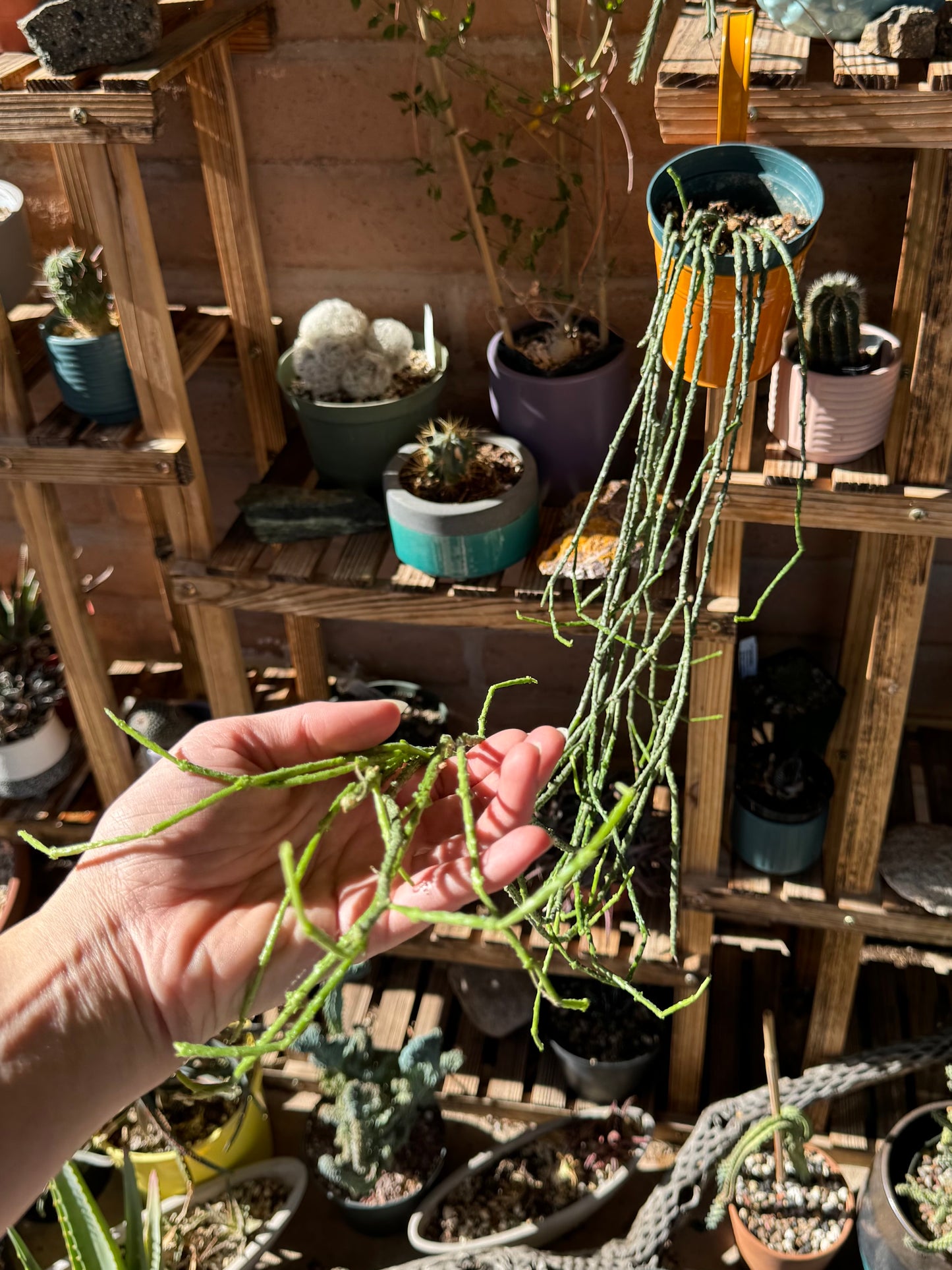 A young plant in a small pot, with the bottom few inches of stems fresh growth of a bright green color.