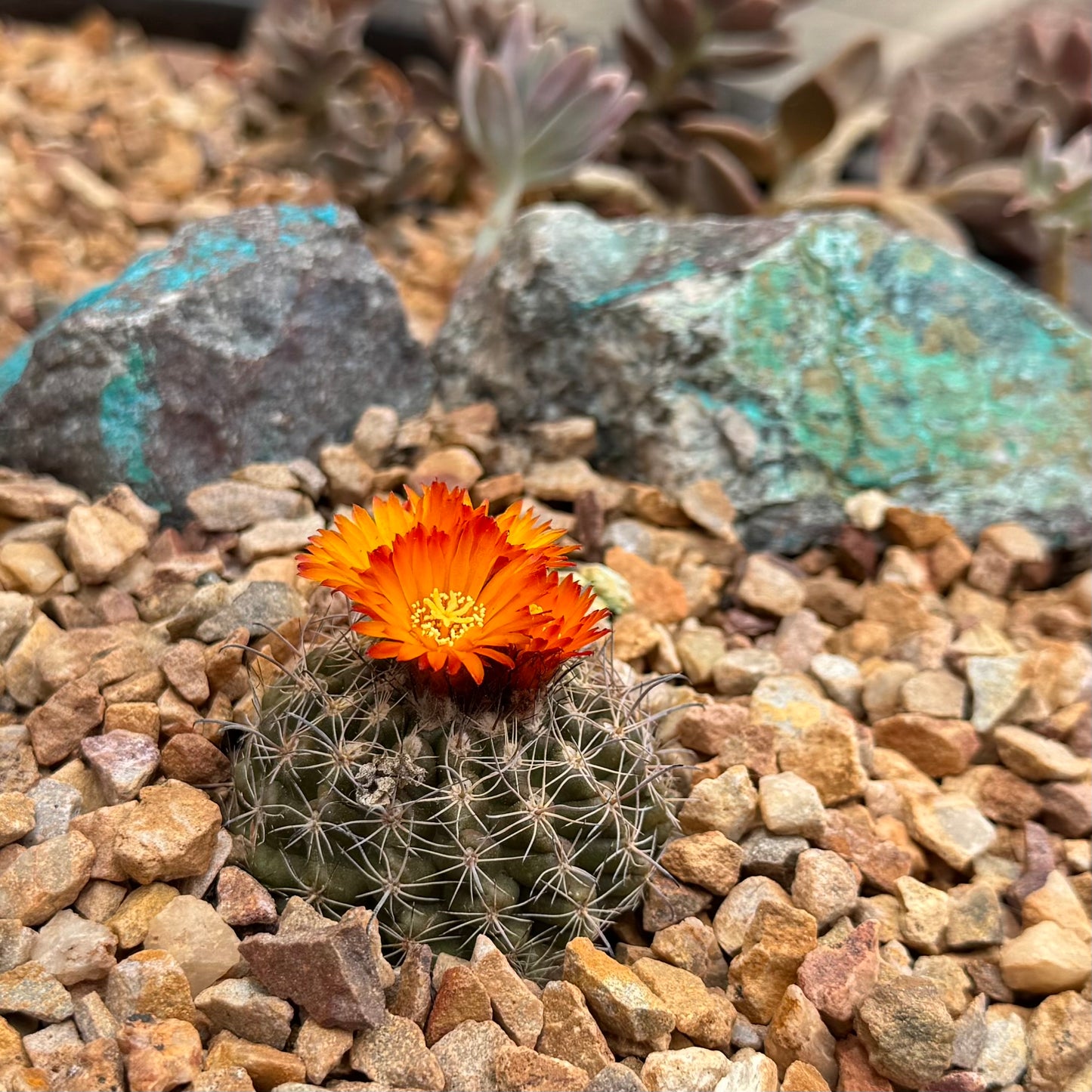 A small cactus with bright orange flowers, surrounded by gravel with several pieces of blue-green kino blue rock in the background.