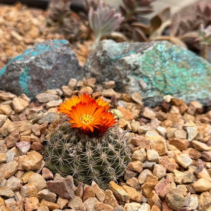 A small cactus with bright orange flowers, surrounded by gravel with several pieces of blue-green kino blue rock in the background.