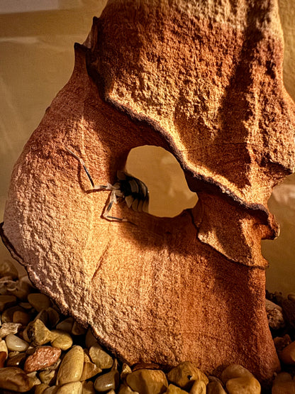 A close-up of a tall narrow sandstone arch with a circular hole through the center. A porcellio expansus isopod is climbing through the center.