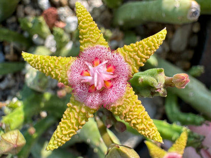 Close view of a Stapelia flavopurpurea flower, star-shaped with bright lime green petals with raised ridges on them. The center has a white ring with fine red-pink hairs with dew at the end. In the center is a star-shaped formation of white, golden yellow, and hot pink.