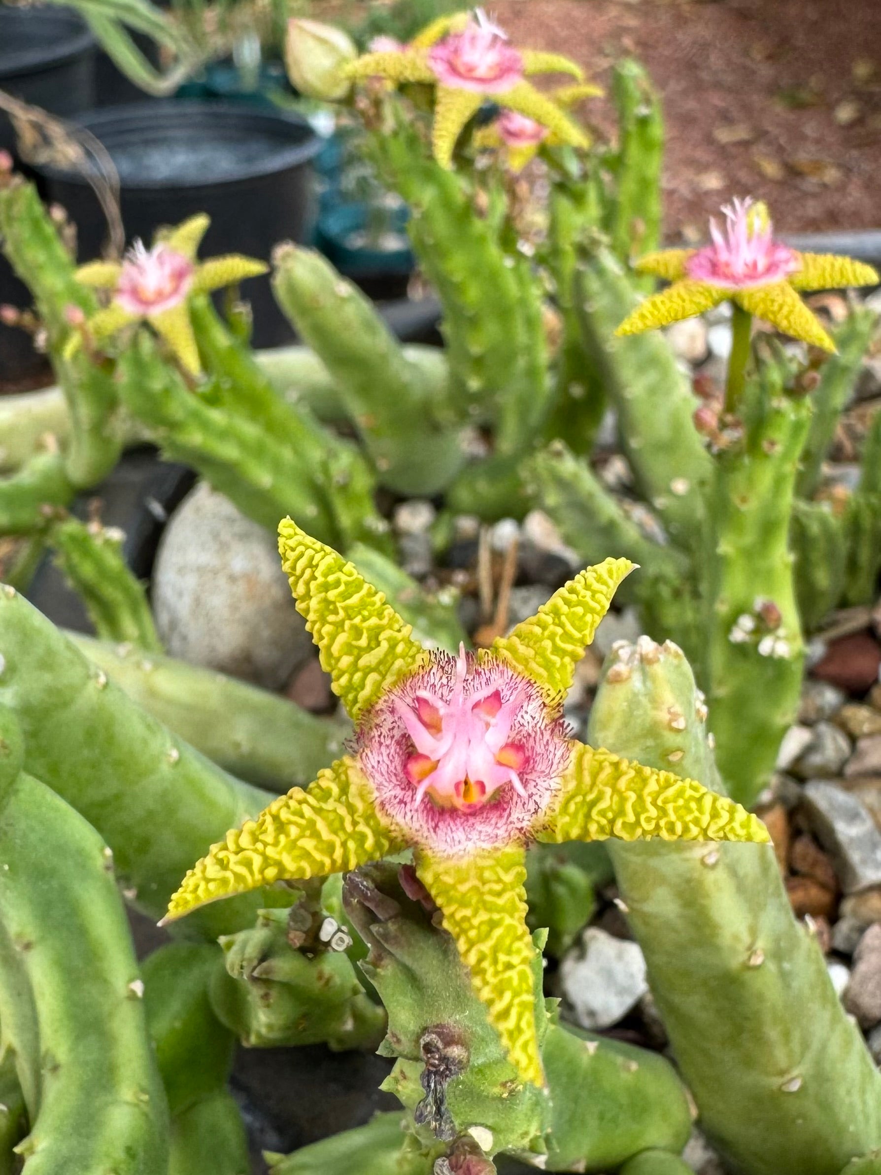 Several flowers on a flavopurpurea plant. It has stubby snaking stems.