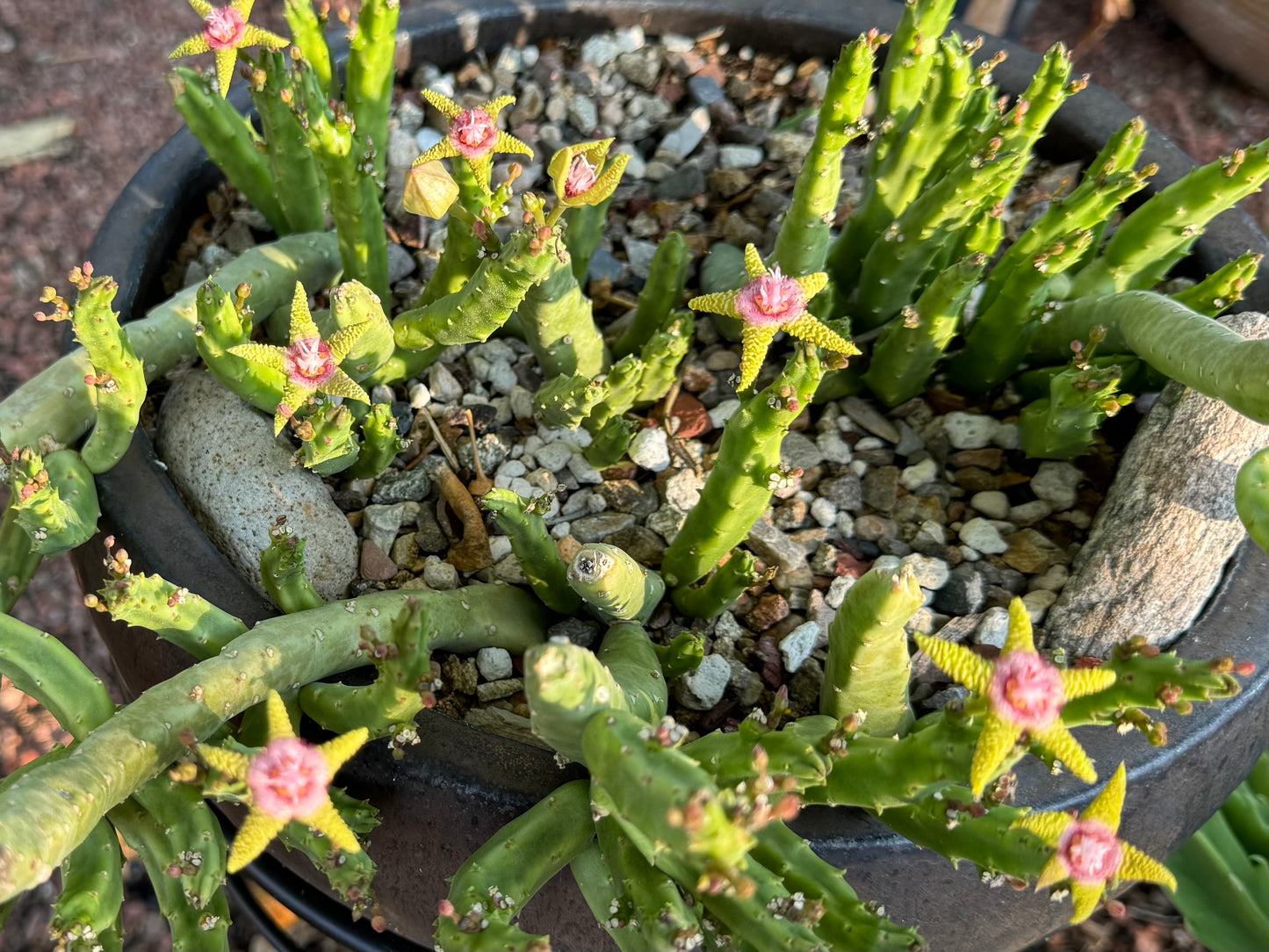 A stapelia flavopurpurea plant in a bowl in bloom, with several flowers, balloon-like buds, and opening buds.