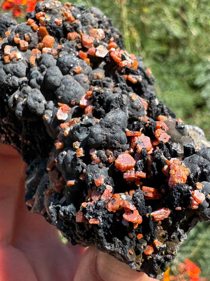 Detail of one end of the specimen, with chunky hexagonal vanadinite crystals mixed into craggy black spires, and covering black botryoidal growth. The crystals are a bit more red-orange than most on top.
