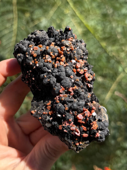 A top-down view of a mineral specimen held in a hand with greenery out of focus in the background. The mineral is near-black and matte, composed of interlocking spheres with craggy darker black sections. The specimen is covered with small hexagonal tablet crystals of vanadinite that are shiny with vibrant orange color.