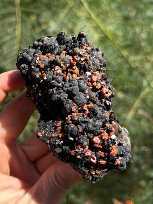 A top-down view of a mineral specimen held in a hand with greenery out of focus in the background. The mineral is near-black and matte, composed of interlocking spheres with craggy darker black sections. The specimen is covered with small hexagonal tablet crystals of vanadinite that are shiny with vibrant orange color.