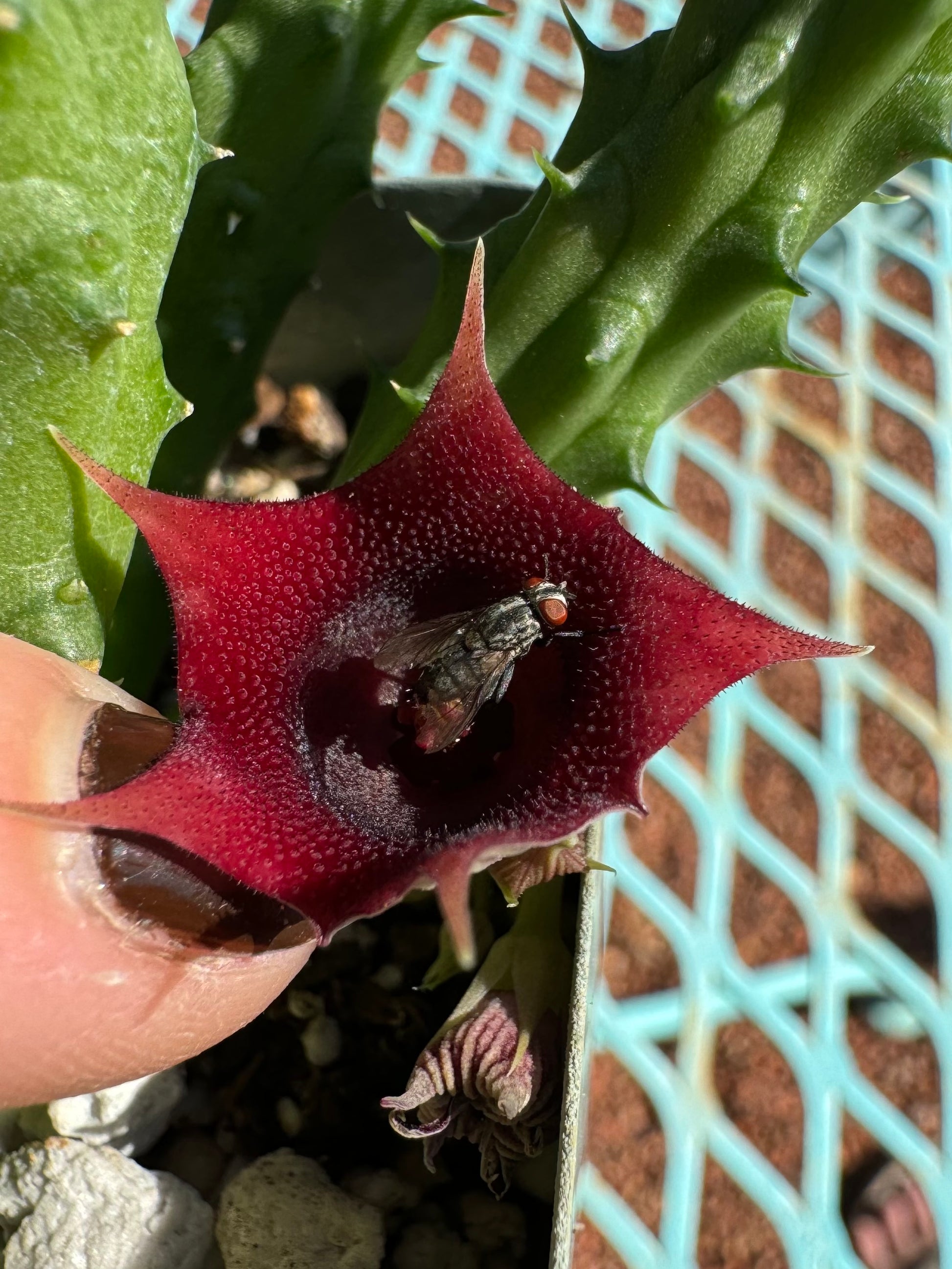 A close view of a fly temporarily trapped by a flower of the plant.