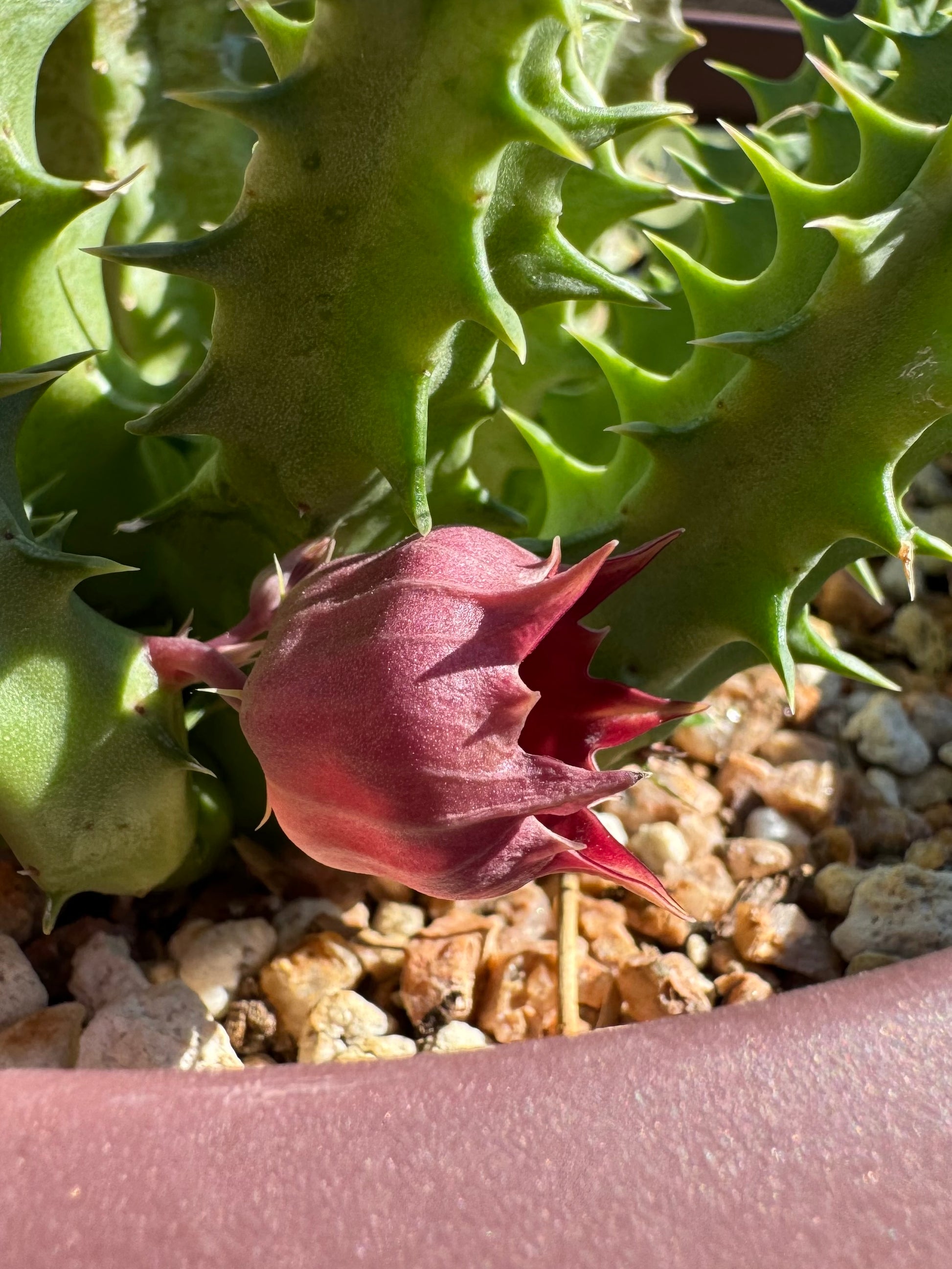 Side-view of the Hell's Bells flower, a slightly hexagonal bell-shape with pointed ends curling out.