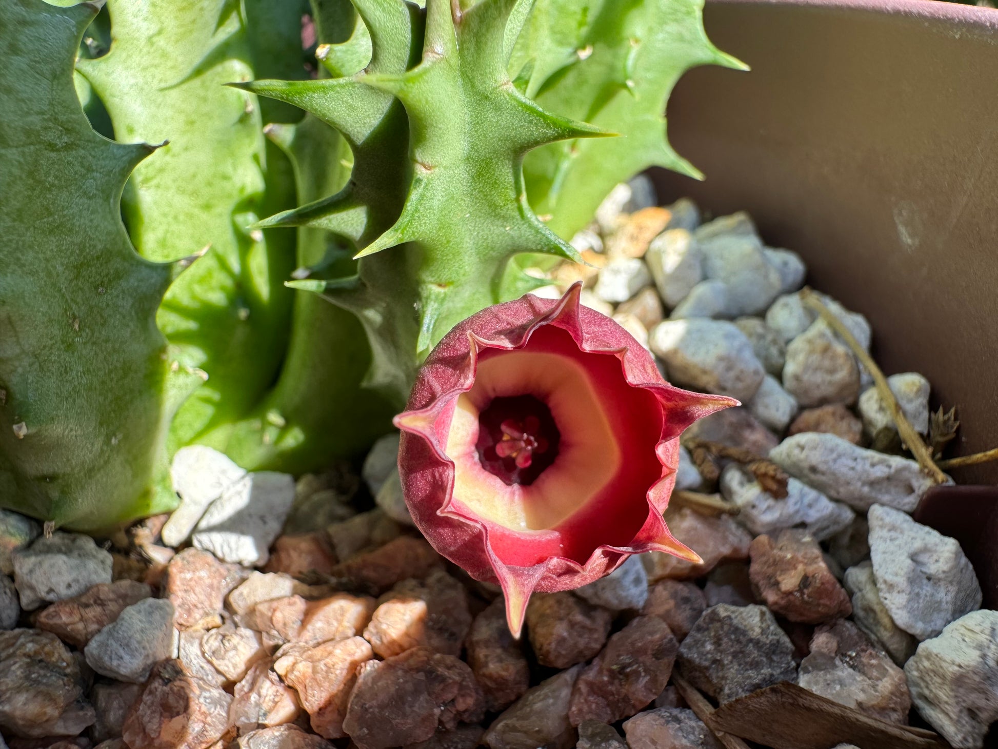 Detail of the Hell's Bells flower, a maroon round bell-like flower a cream-colored hexagonal center. There are five larger spikes of petals with smaller spikes between them.