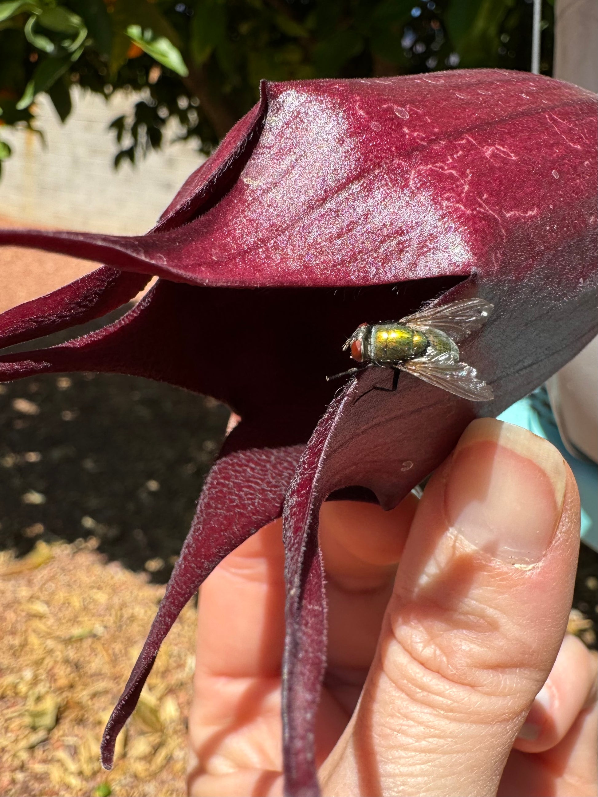 Detail of a shiny green fly on the petal of the open flower