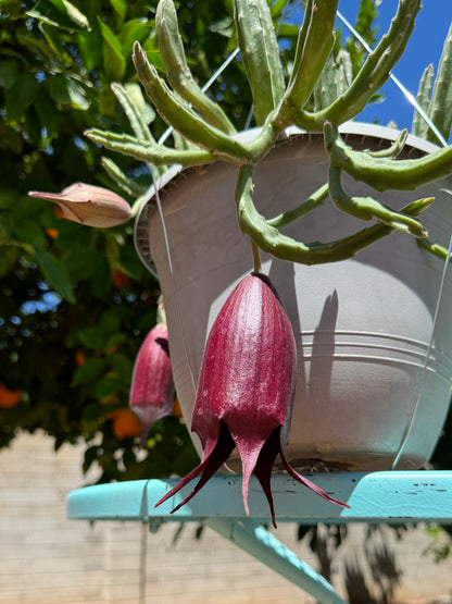 Detail of the flowers on the plant, a long bell-like maroon flower with thin star-like petals peeling back