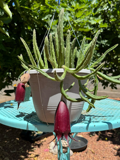 A stapelia leendertziae in a hanging basket set on a table, with two flowers on it and a bud