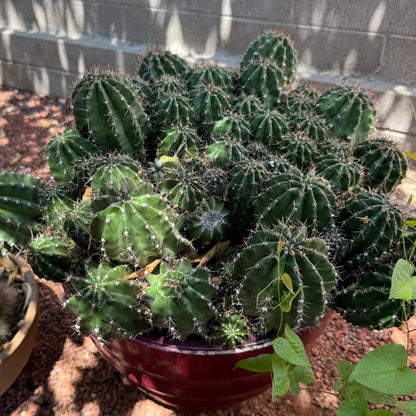 A large cactus, round mounding growth form with ribbed cacti and smaller pups densely packed and hanging over the edges. The cactus is in a large brick red pot.