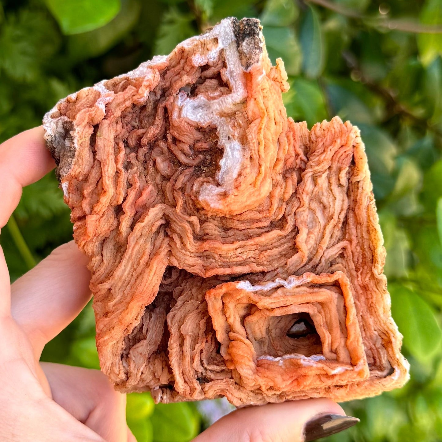 Closer angle of front of mineral showing detail of "wrinkles" and a mineral trapped at the center of the square