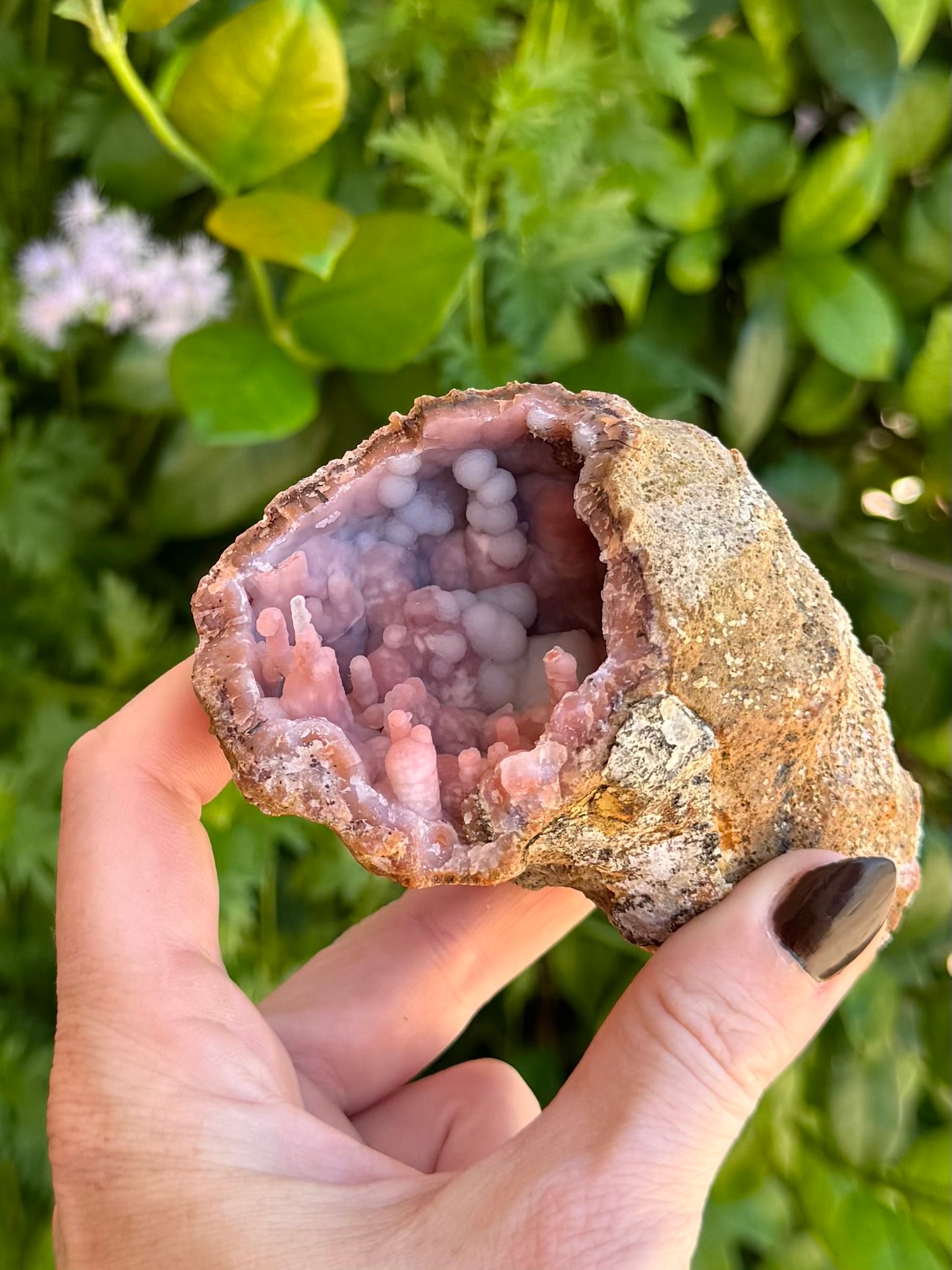 A geode in indirect sunlight, open on one end to reveal light orange spires and white spheres of quartz inside.