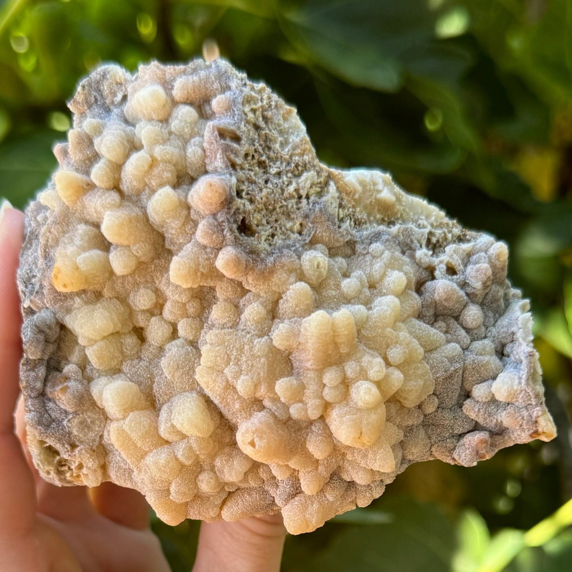 An aragonite and calcite specimen in indirect sunlight. it is an irregular-shaped piece with the front covered with matte opaque rough-textured points, in a light tan color that darkens to light brown at the edges of the specimen