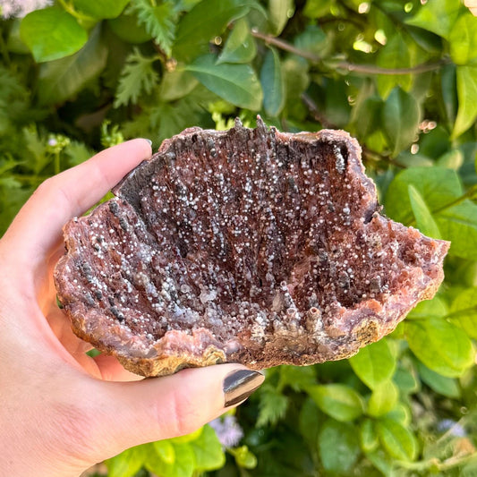 A shallow bowl-shaped geode with a thin crust in indirect sunlight. It is a dirty mix of orange spires and brown mineral with white spheres spotting the surface. The piece is larger than the hand holding it.