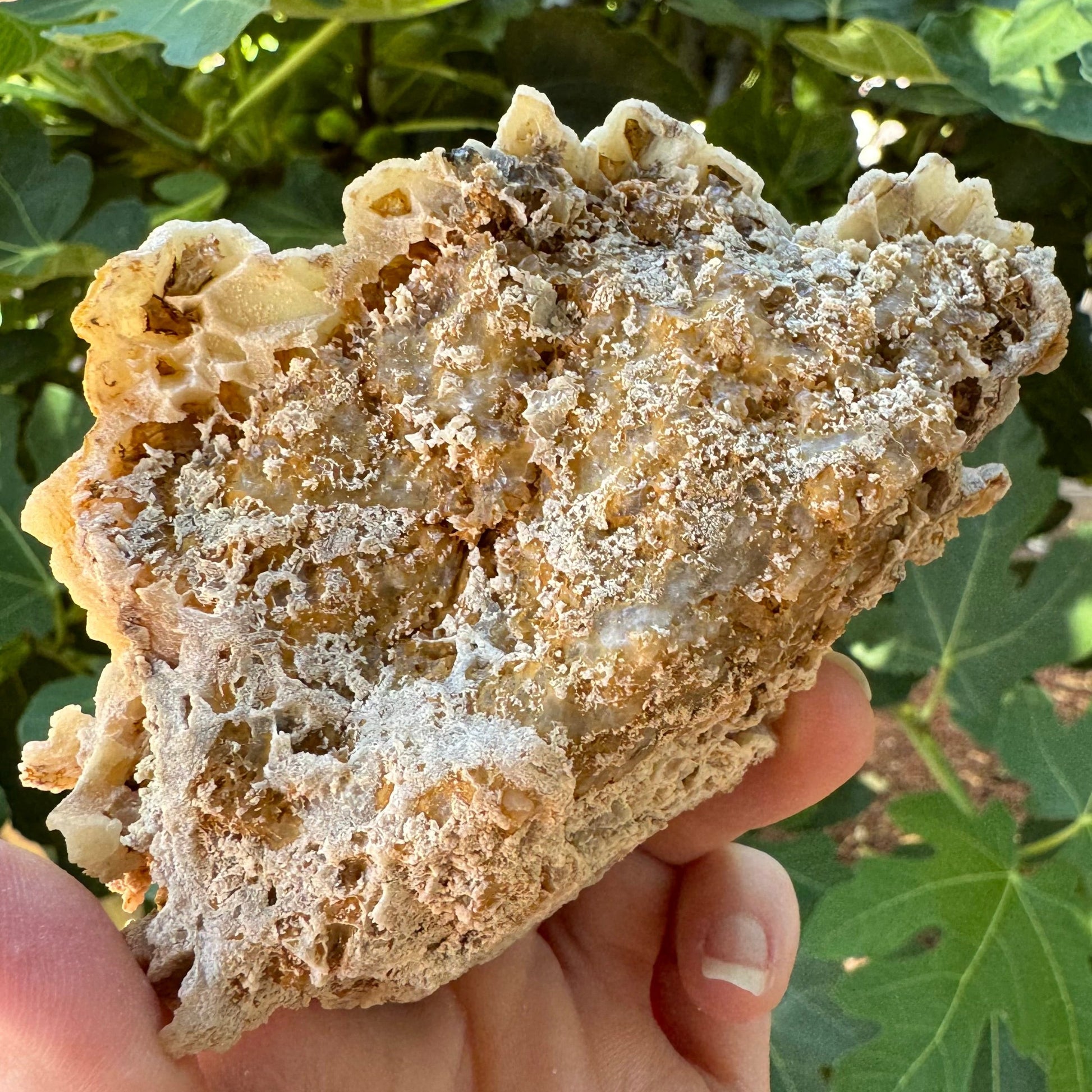 Close view of the back of the mineral, which is irregularly formed almost like a white honeycomb with irregular yellow glassy mineral in between