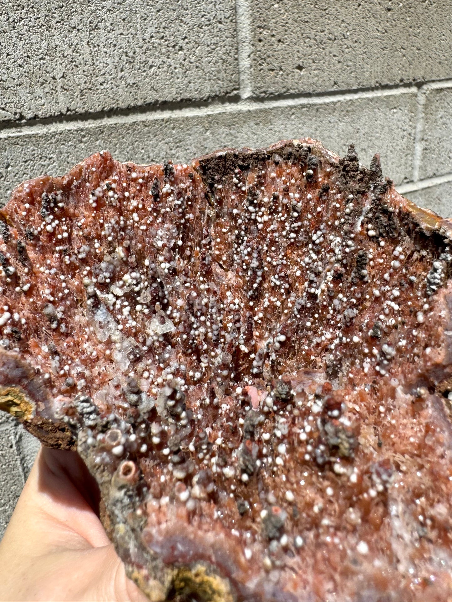 The geode in full sunlight, with strong red-orange color and covered in bright white spheres. The brown mineral overgrowth appears bumpy and matte.