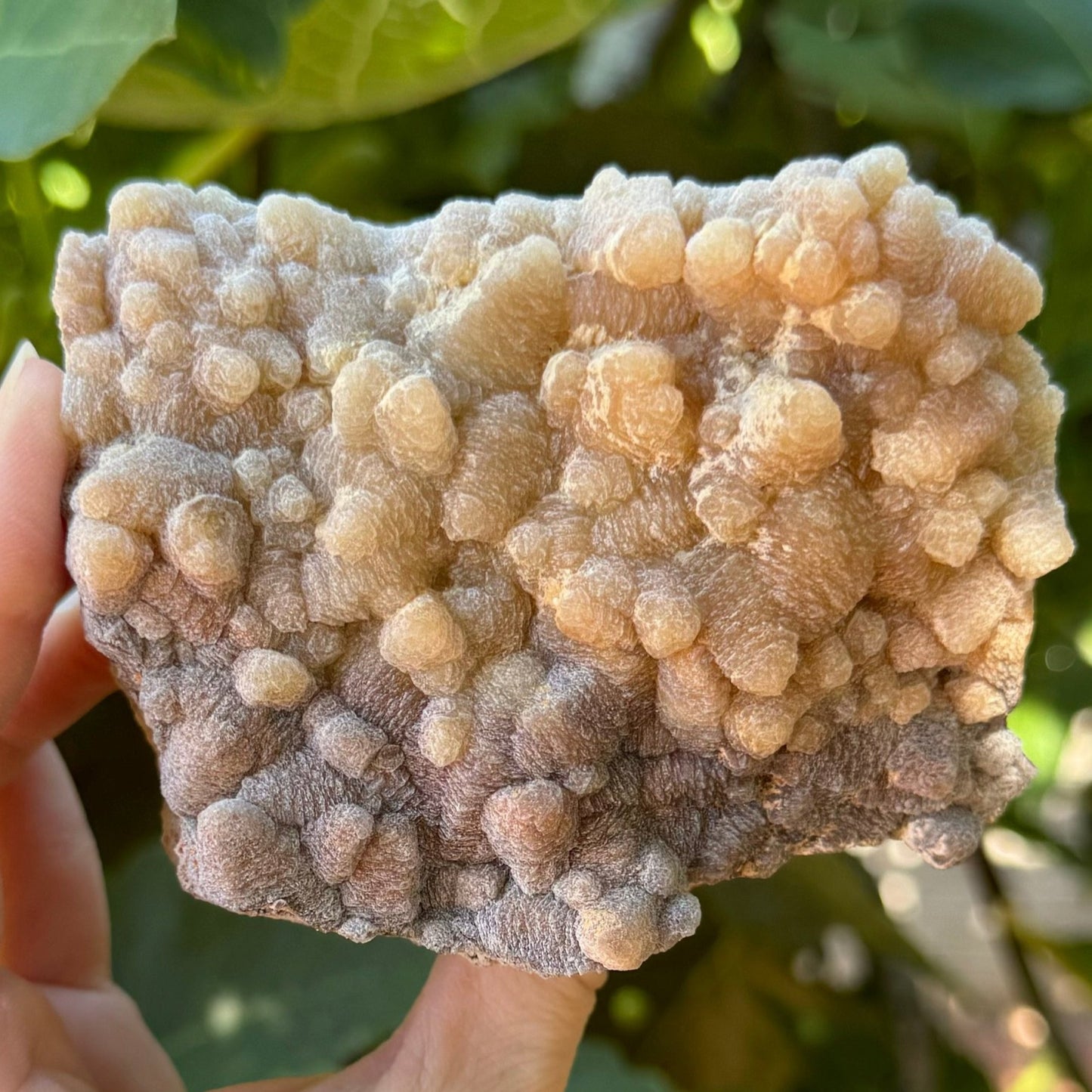 An aragonite and calcite specimen in indirect sunlight. it is a rectangular wedge-shaped piece with the front covered with matte opaque rough-textured points, in a light tan color that darkens to light brown at the base of the specimen.