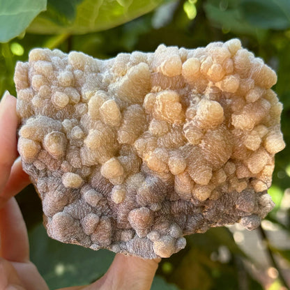 An aragonite and calcite specimen in indirect sunlight. it is a rectangular wedge-shaped piece with the front covered with matte opaque rough-textured points, in a light tan color that darkens to light brown at the base of the specimen.