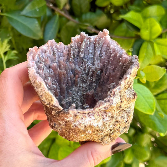 A cup-shaped geode with a thin crust in indirect sunlight. The interior is lined with stalactites of orange chalcedony covered with a milky white layer making the piece quite pale.