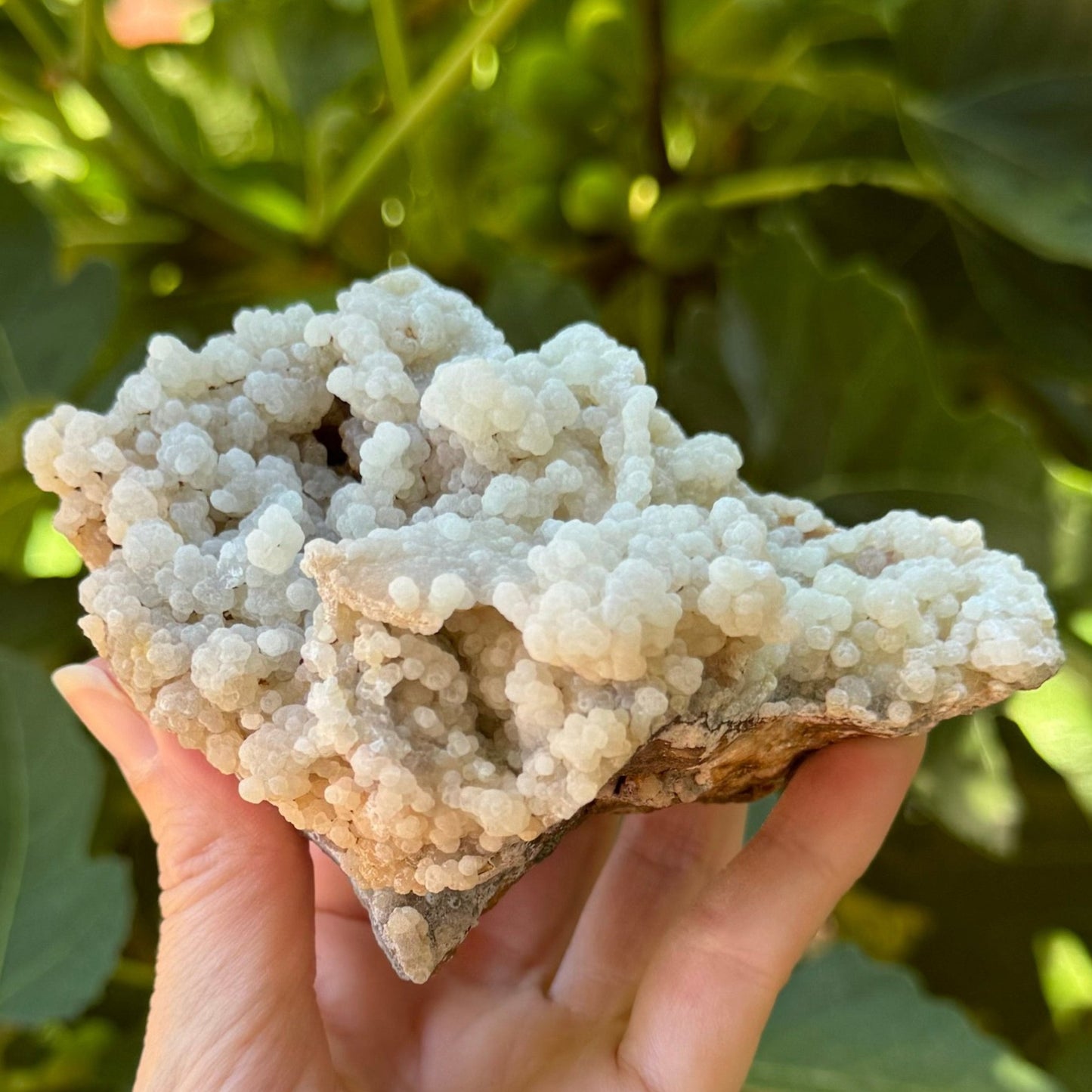 An aragonite and calcite specimen in indirect sunlight. It is a chunky irregular-shaped piece with the top covered with semi-translucent white botryoidal growth.