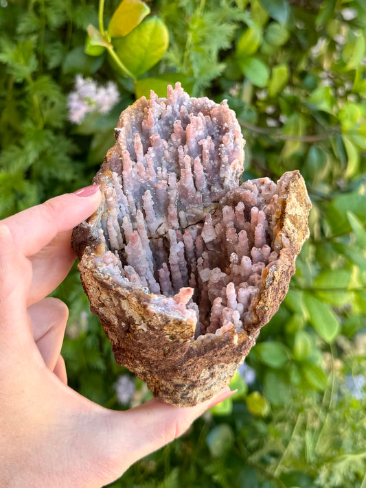 A conical geode with a thin crust in indirect sunlight. The interior is lined with stalactites of orange chalcedony covered with a milky white layer making the piece quite pale.