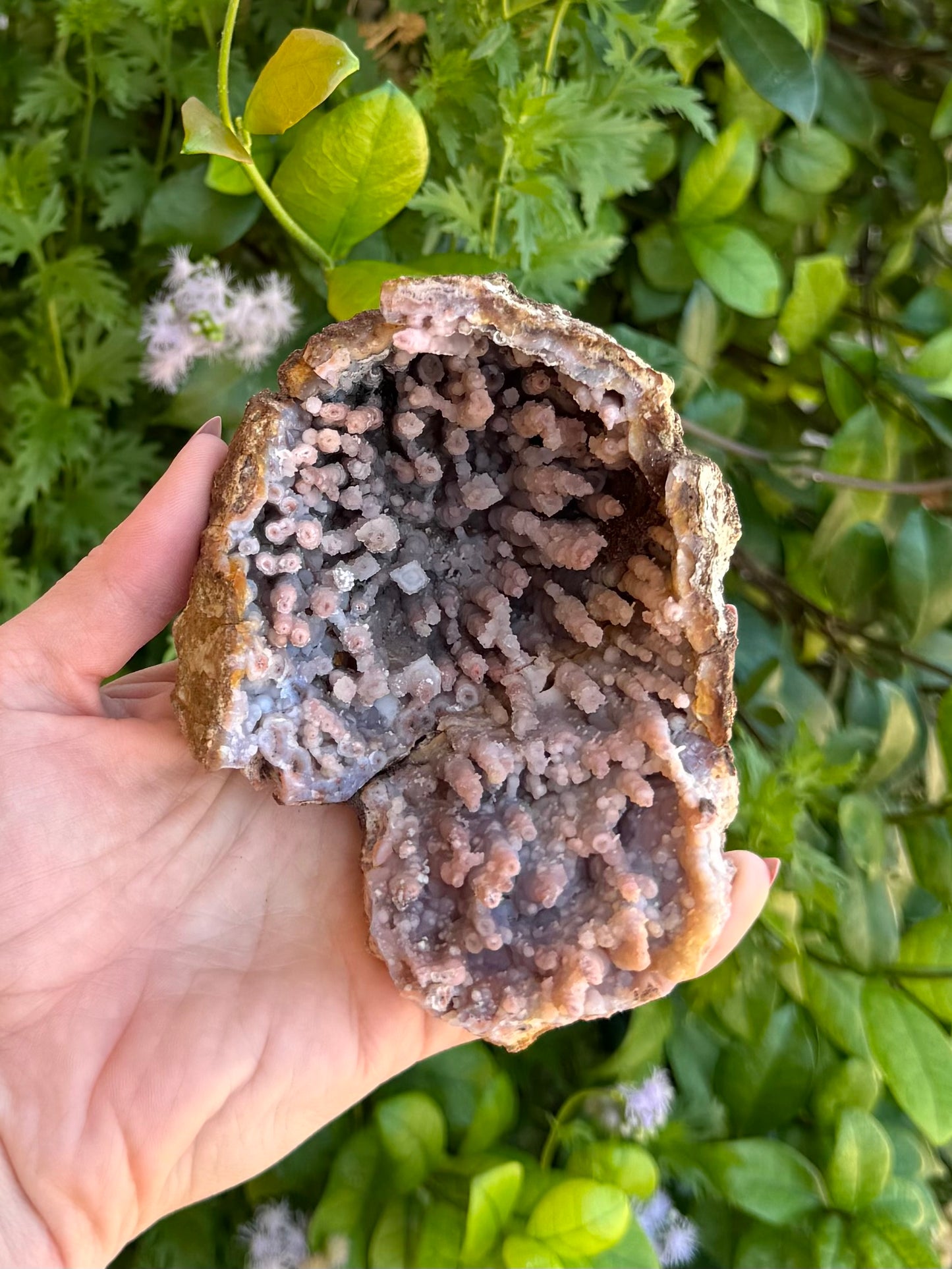 A bird-eye view looking down into the geode with spires pointed forward. Some have rings of white quartz growth around them like a tutu. One near the center has a square ring.