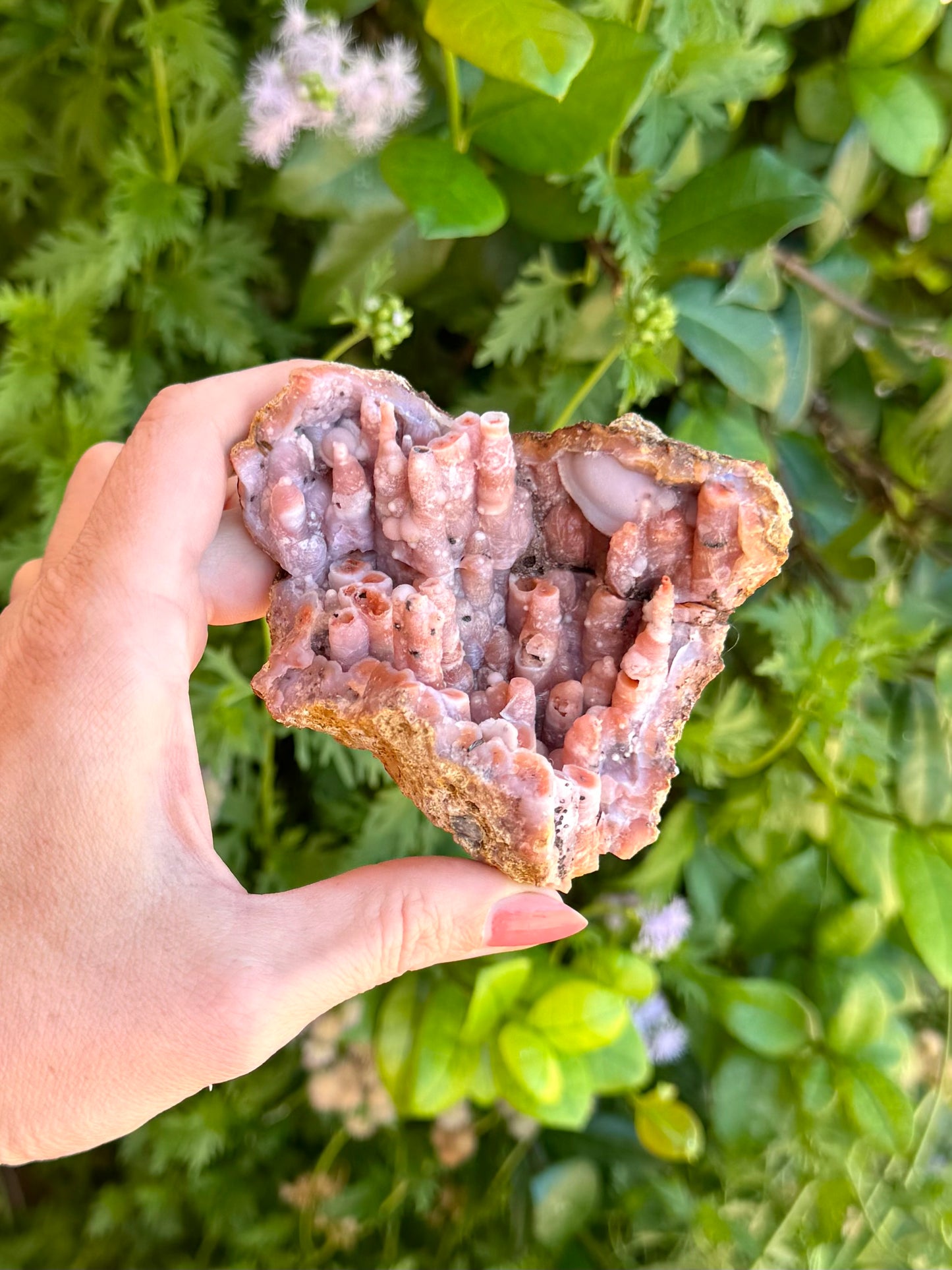 A portion of a geode with a thin crust in indirect sunlight. The interior is lined with stalactitic forms of orange chalcedony covered with a milky white agate swirls.