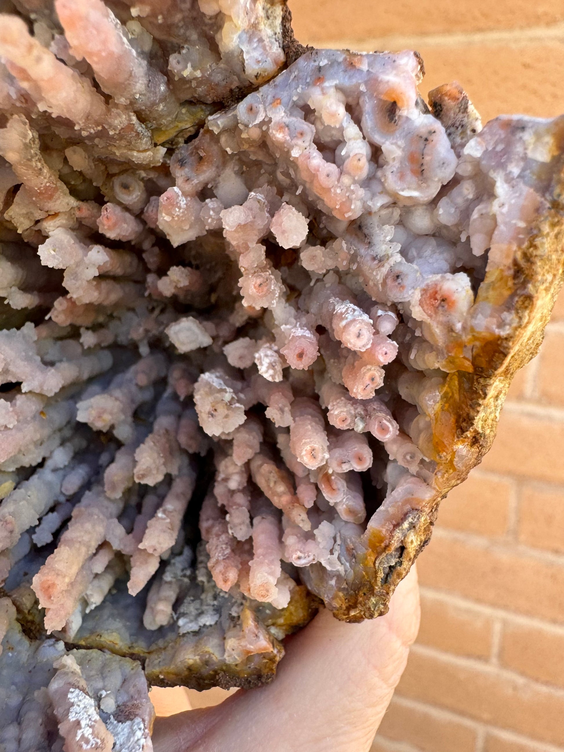 Detail of a few dozen broken spires along one side, which have a dark point at the center ringed with orange, and then a thick layer of white. The spires have radial growth out from the center line.