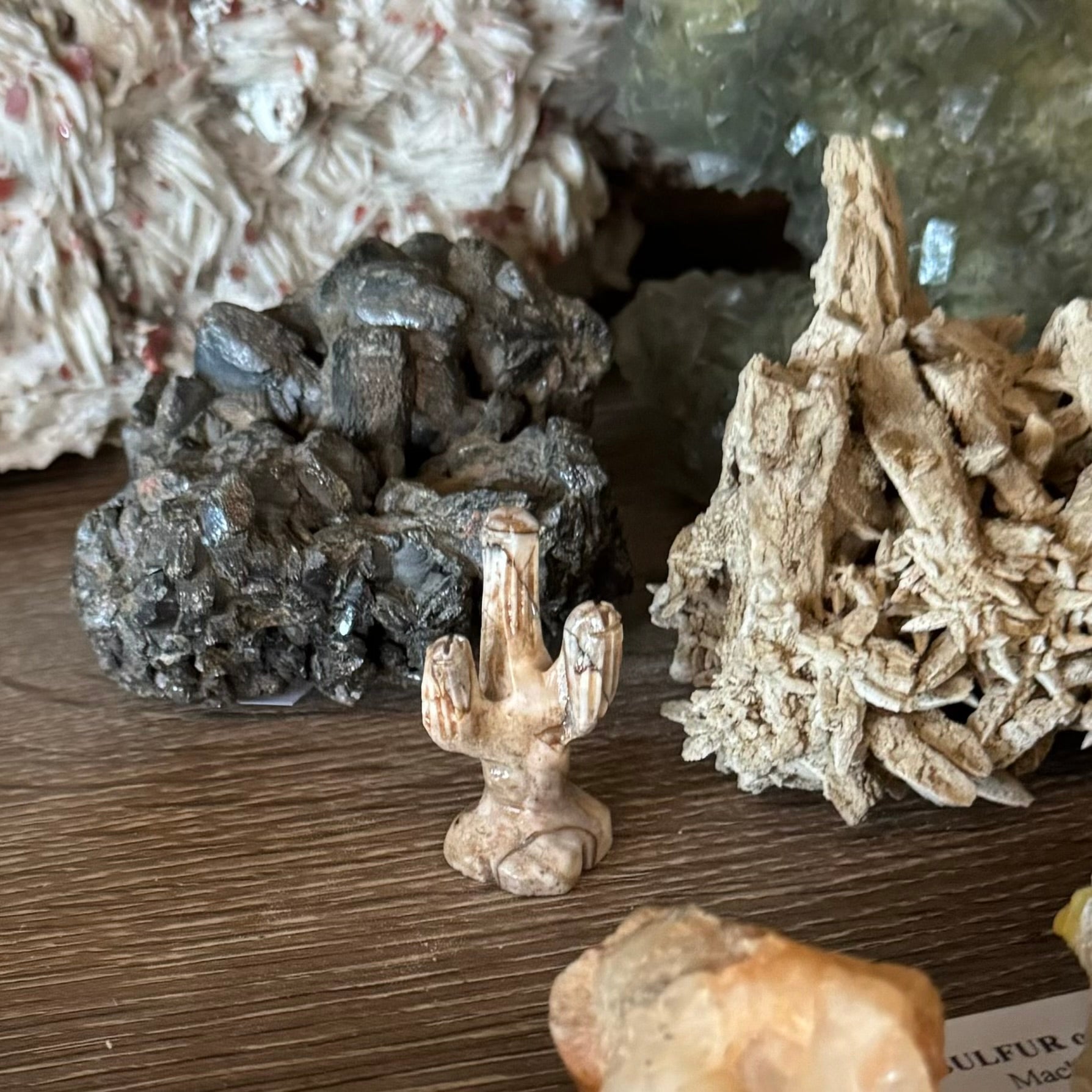 A small light brown striped saguaro on a mineral shelf. It is small relative to the other specimens.