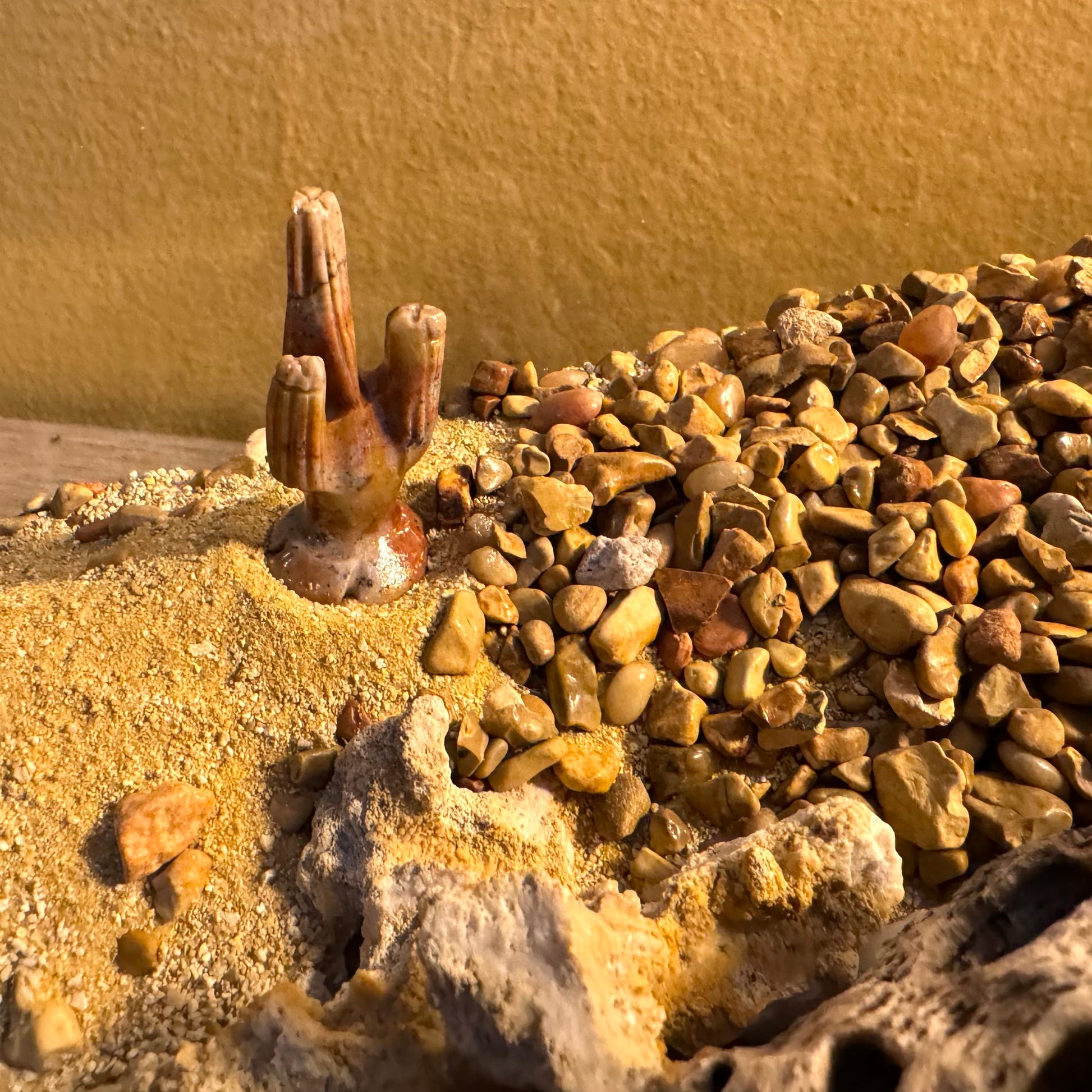 A yellow and orange-tone saguaro in a sandy area of a terrarium with similar colored pebbles nearby.