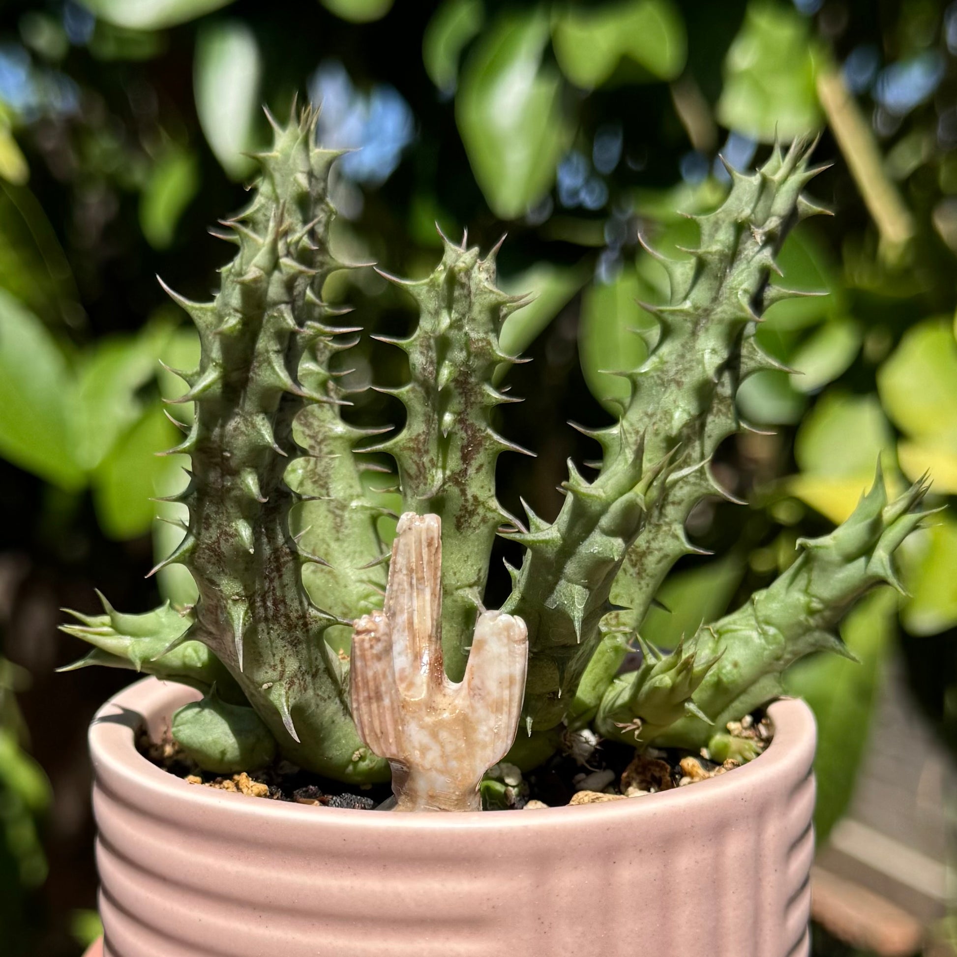 A light mottled cream and white colored mini saguaro in a pink pot with a huernia succulent.