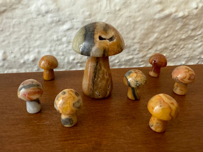 Set of one large and seven small yellow agate mushrooms randomly arranged, showing the main cavity in the cap of the largest mushroom