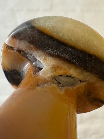 Detail of the underside of the large mushroom, showing an open vein cutting across the underside of the mushroom cap. It is filled with rice-shaped crystals.