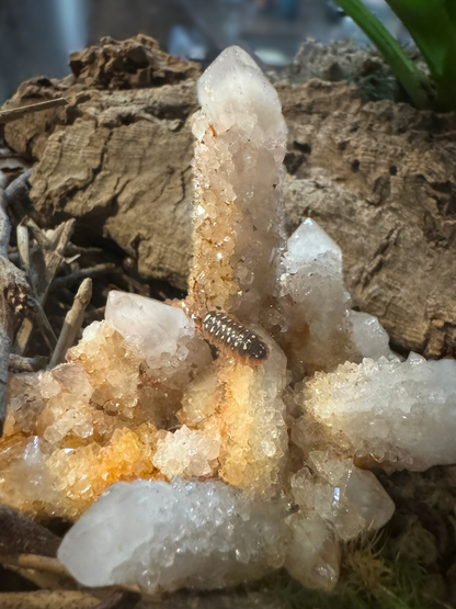 Cluster of cactus quartz in a terrarium, with a Montenegro Clown isopod climbing on it