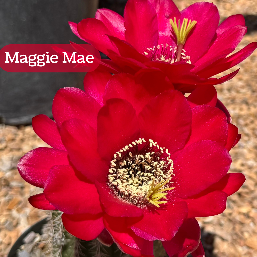 Maggie Mae torch cactus bloom, a compact flower with wide rounded petals  and ultra-saturated red-pink color.  The pistil and stamen filaments are cream-colored.