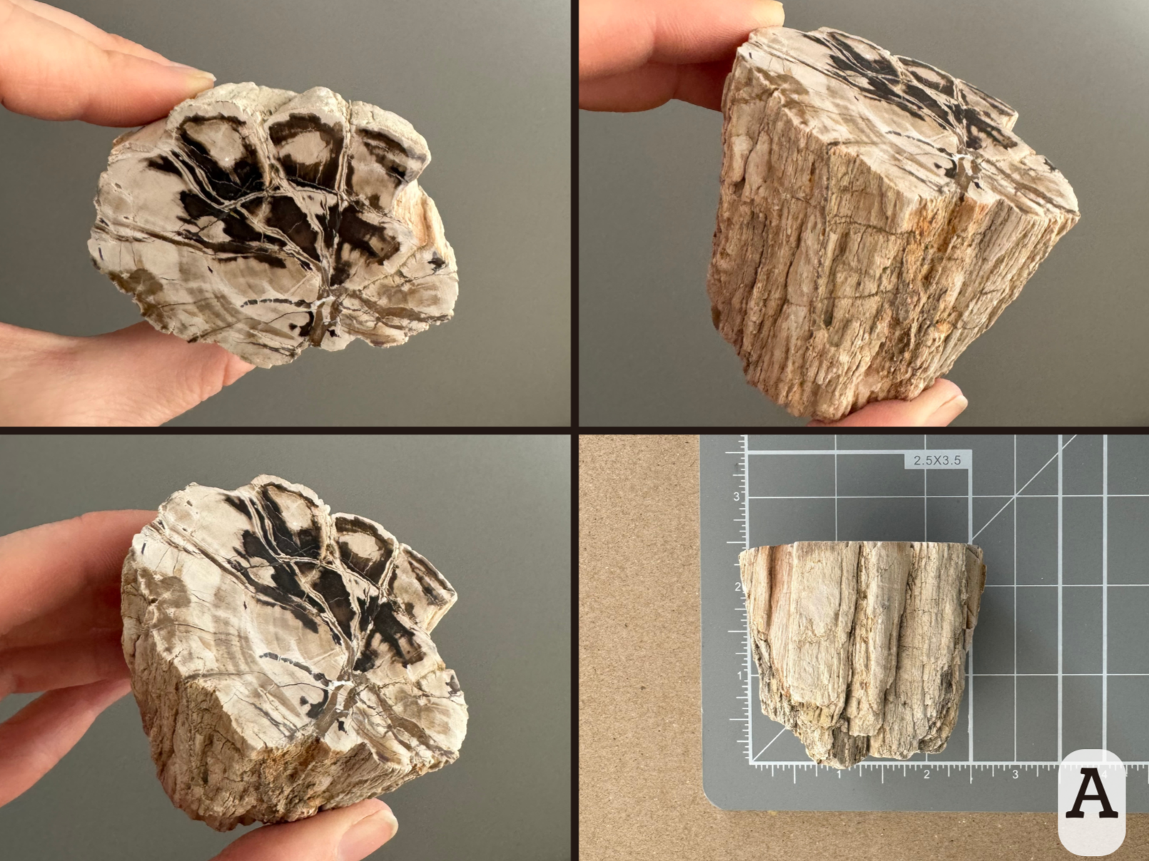 Option A, four views of an oval slice with high-contrast near-black, white, and tan pattern. It has good wood pattern on the sides. The piece has an uneven bottom. The final image shows it on a measuring mat, almost two and a half inches wide and about two inches deep.