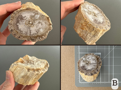 Option B, four views of an oval slice with light white, gray, and tan pattern. It has a cellular pattern that looks like molars along the edge, and the spaces between them are where there are cracks down the sides. The final image shows it sitting unevenly on a measuring mat, about two and a half inches in diameter.