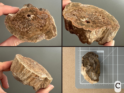 Option C, four views of an oval slice with complex pattern of brown, dark brown and red brown tones. It has good smooth wood pattern on the sides. The final image shows it sitting unevenly on a measuring mat, about three by two inches in diameter.