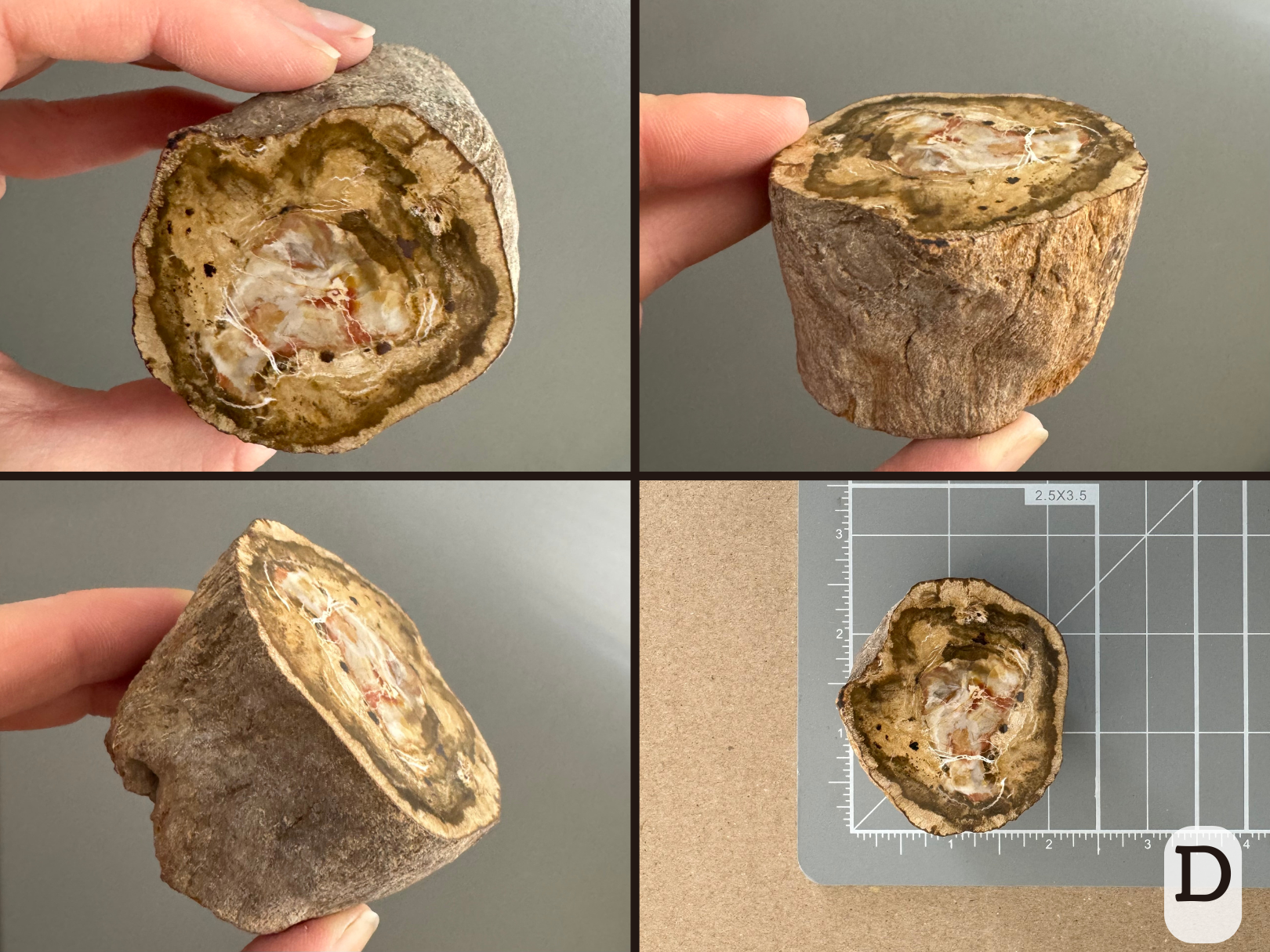 Option D, four views of a off-round slice with complex swirling patterns in light yellow, brown, white and red. There is thin white veining in circular patterns. The piece has smooth wood on the sides that shows small details from the wood surface. The final image shows it sitting on a measuring mat, about two inches in diameter.