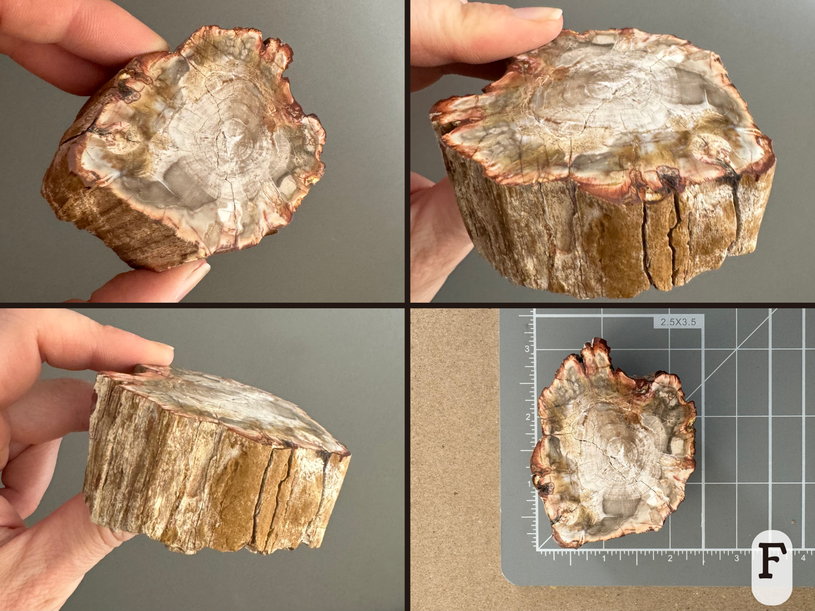 Option F, four views of an off-oval slice with a light ring pattern of white, gray, and brown tones. The very edge is a deep rust-red color as if stained from the surface and bleeding into the center. It has smooth wood pattern on the sides. The final image shows it sitting on a measuring mat, about two inches in diameter.