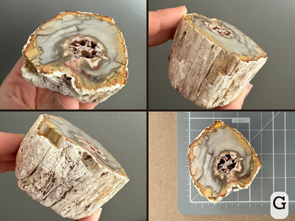 Option G, four views of an off-round slice with a lovely rainbow color gradient. The body is a light almost green-tinted gray color, which deepens near the edges to a golden yellow, then a deep red at the very edge. In the center, there is hollow growth. The slice has smooth wood pattern on the sides. The final image shows it sitting on a measuring mat, almost two and a half inches in diameter