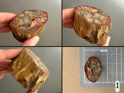 Option I, four views of an oval slice with vibrant pattern of red, yellow-brown, and light brown-gray tones. The piece has good wood pattern on the sides, with a knot visible. The final image shows it sitting on a measuring mat, measuring about two inches by an inch and a half.